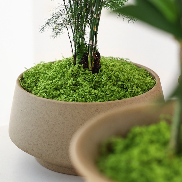 Large Pack Realistic Artificia - Sphagnum Moss Dry 评论和价格